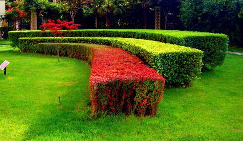 园林绿化工程施工常会碰到的误区