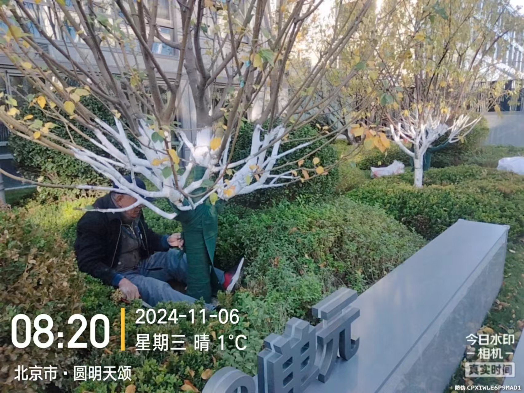 《红足1一世手机网址：冬季绿化养护之大树涂白》