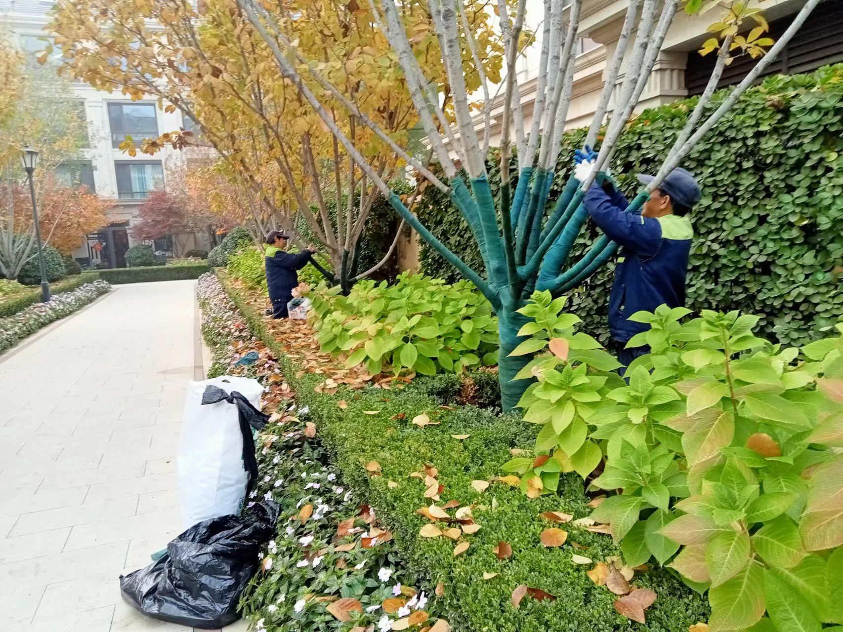 《红足1一世手机网址：冬季绿化养护之树木缠杆》