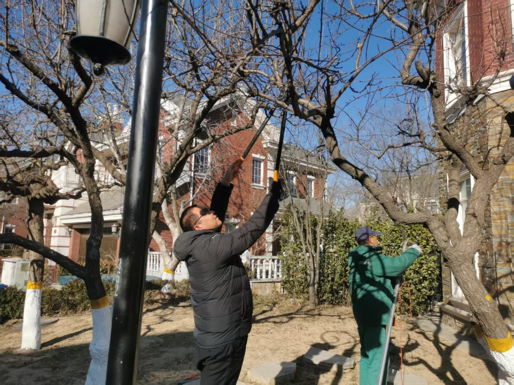 北京春季园林绿化养护指南之春季修剪