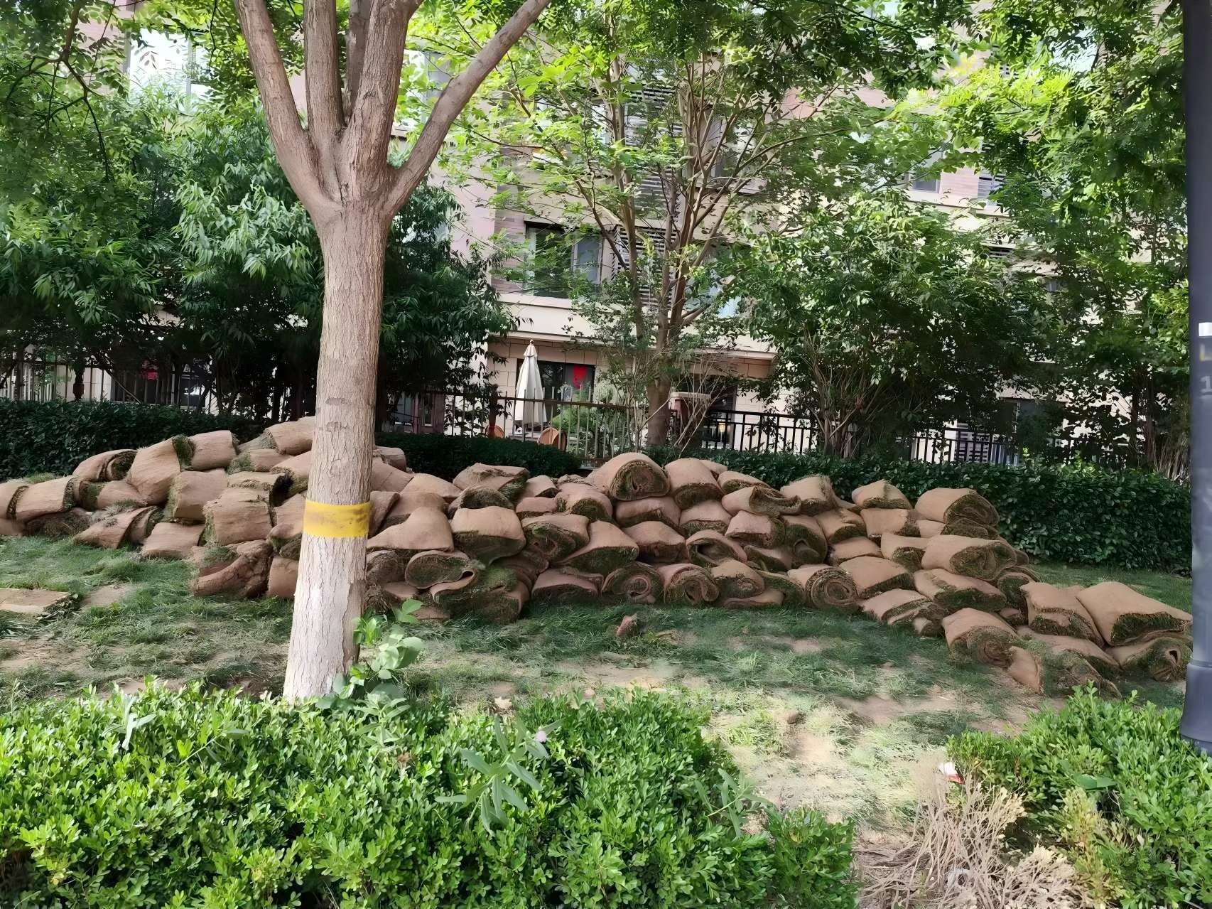 天津绿化养护之某小区盐碱地治理方案