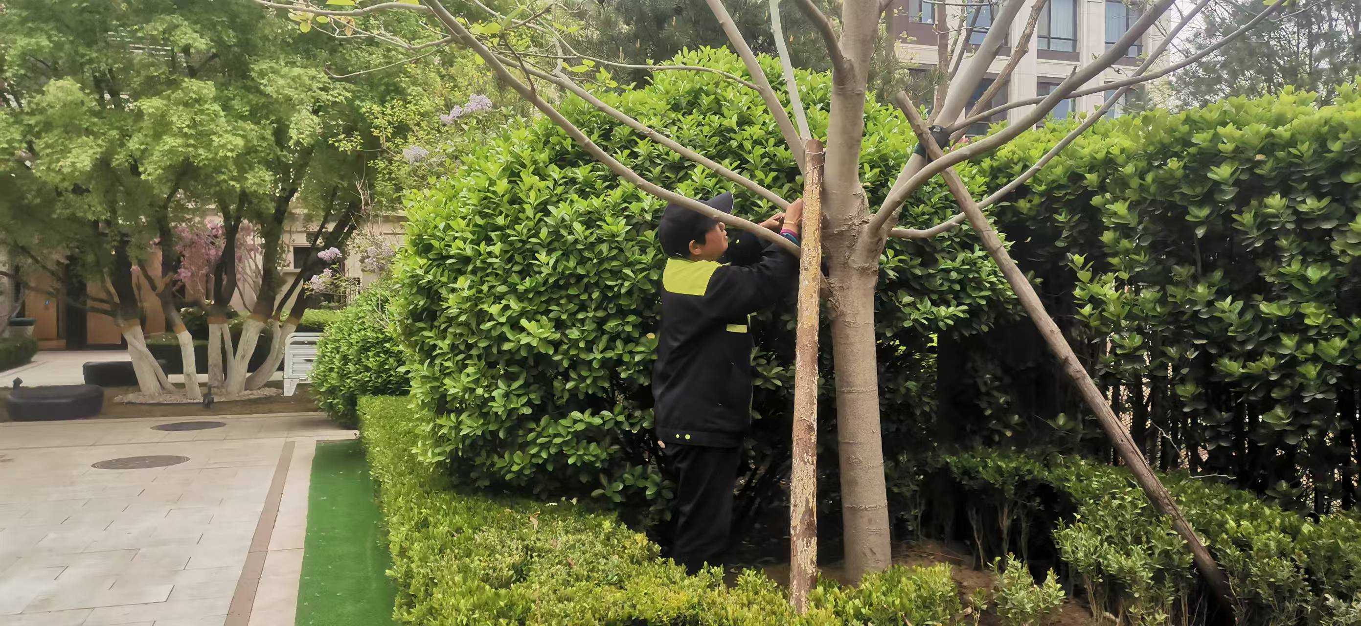 北京将出现10级以上大风，园林绿化养护如何提前防范风险